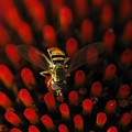 Red Hot Hover Fly Photograph by Lens Art Photography By Larry Trager Red Hot Hover Fly Photograph by Lens Art Photography By Larry Trager