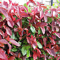 Red Leaves in Cornwall Painting by Roxy Rich Red Leaves in Cornwall Painting by Roxy Rich