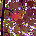 Red Leaves On Purple Digital Art by David Desautel Red Leaves On Purple Digital Art by David Desautel