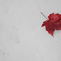 Red on White Mixed Media by Moira Law Red on White Mixed Media by Moira Law