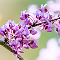 Red Pink or Purple by Linda Bonaccorsi