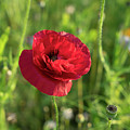 Red poppy and green summer meadow Photograph by Adriana Mueller Red poppy and green summer meadow Photograph by Adriana Mueller