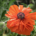 Red poppy blooms on the green summer meadow Photograph by Adriana Mueller Red poppy blooms on the green summer meadow Photograph by Adriana Mueller