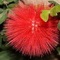 Red Powder Puff Flower Photograph by Mingming Jiang Red Powder Puff Flower Photograph by Mingming Jiang
