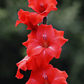 Gladiolus Flower Stem, 48 L - Red – New Growth Designs