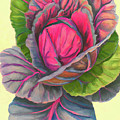 Red Red Cabbage Digital Art by Cathy Anderson Red Red Cabbage Digital Art by Cathy Anderson