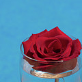 Red rose blossom and blue water Photograph by Adriana Mueller Red rose blossom and blue water Photograph by Adriana Mueller