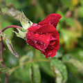 Red rose bud with water pearls Photograph by Adriana Mueller Red rose bud with water pearls Photograph by Adriana Mueller
