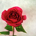 Red Rose Single Stem Flower Picture Photograph by Gwen Gibson Red Rose Single Stem Flower Picture Photograph by Gwen Gibson