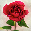 Red Rose Single Stem Print Photograph by Gwen Gibson Red Rose Single Stem Print Photograph by Gwen Gibson