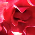 Red Rose Photograph by Vivian Aumond Red Rose Photograph by Vivian Aumond