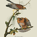 Red-Shouldered Hawk Perched on Southern Live Oak by Dale Kincaid