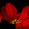 Red Silk by Linda Sannuti Red Silk by Linda Sannuti
