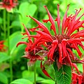 Red Spindly Flower by Ian MacDonald Red Spindly Flower by Ian MacDonald