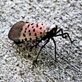 Red Spotted Lanternfly Closeup Photograph by Linda Stern Red Spotted Lanternfly Closeup Photograph by Linda Stern