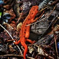 Red Spotted Newt Photograph by Evan Foster Red Spotted Newt Photograph by Evan Foster
