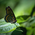 Red Spotted Purple Admiral Butterfly Photograph by Jason Fink Red Spotted Purple Admiral Butterfly Photograph by Jason Fink