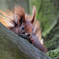 Red Squirrel on Branch by Jaroslaw Blaminsky