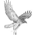 Red Tailed Hawk in Flight Drawing by Monica Burnette Red Tailed Hawk in Flight Drawing by Monica Burnette