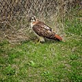 Red tailed hawk, Madison, Wisconsin by Steven Ralser