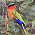 Red-throated Bee-eater, Merops bulocki Photograph by Tony Mills Red-throated Bee-eater, Merops bulocki Photograph by Tony Mills