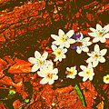 First Wood Anemones of Spring Photograph by Stacie Siemsen First Wood Anemones of Spring Photograph by Stacie Siemsen