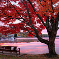 Red Tree Bliss by Darylann Leonard Photography