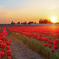 Red Tulip Sunset Photograph by Michael Rauwolf Red Tulip Sunset Photograph by Michael Rauwolf