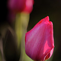 Red Tulips by Douglas Allen