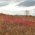 Red Wild Rose Patch In A Pasture Photograph by Karen Rispin Red Wild Rose Patch In A Pasture Photograph by Karen Rispin