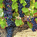Red Wine Grapes on the Vine Original Photograph by Barbara Snyder Red Wine Grapes on the Vine Original Photograph by Barbara Snyder