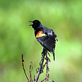 Red Wing Singing Photograph by Jennifer Robin Red Wing Singing Photograph by Jennifer Robin