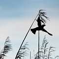 Red Winged Black Bird Silhouettes by Denise Kopko