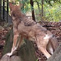 Red Wolf Asheboro NC Zoo Photograph by Kim Galluzzo Wozniak Red Wolf Asheboro NC Zoo Photograph by Kim Galluzzo Wozniak
