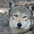 Red Wolf Stare by Robert Sharpe