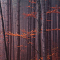 Red Wood Photograph by Evgeni Dinev Red Wood Photograph by Evgeni Dinev