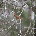 Redbird Female Photograph by Heather E Harman Redbird Female Photograph by Heather E Harman