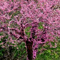 Redbud Photograph by Rona Black Redbud Photograph by Rona Black