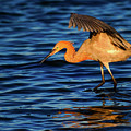 Reddish Egret Canopy In Blue Photograph by John F Tsumas Reddish Egret Canopy In Blue Photograph by John F Tsumas
