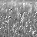 Reed forest Photograph by MPhotographer Reed forest Photograph by MPhotographer