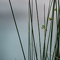 Reeds By A Pond Photograph by Karen Rispin Reeds By A Pond Photograph by Karen Rispin