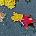 Reflecting on Autumn by Sarah Lilja