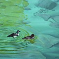 Reflections_ Barrows Goldeneye Painting by Tammy Taylor Reflections_ Barrows Goldeneye Painting by Tammy Taylor