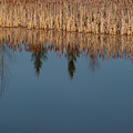 Reflections On A Wetland Lake Photograph by Karen Rispin Reflections On A Wetland Lake Photograph by Karen Rispin