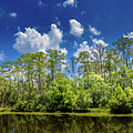 Reflections on Lake Tarpon by David Patterson