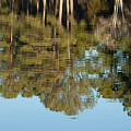 Reflections on the Lake by Jayne Carney
