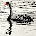 Reflective Black Swan by Jorgo Photography - Wall Art Gallery Reflective Black Swan by Jorgo Photography - Wall Art Gallery