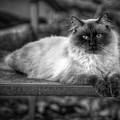 Regal Photograph by DArcy Evans Regal Photograph by DArcy Evans