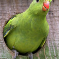 Regent Parrot #0428 by Dan Beauvais