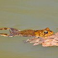 Relaxed Frog Photograph by Yvonne M Smith